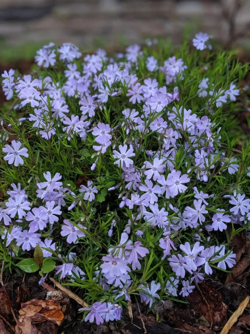 Sagebrush Inn and Suites