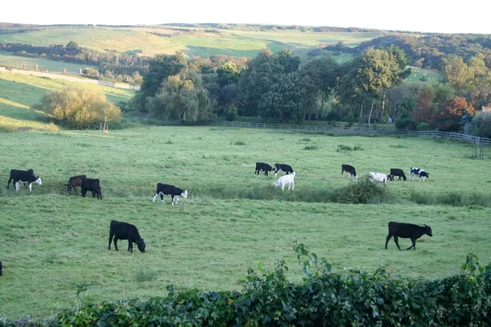 The Cottage Abbotsbury