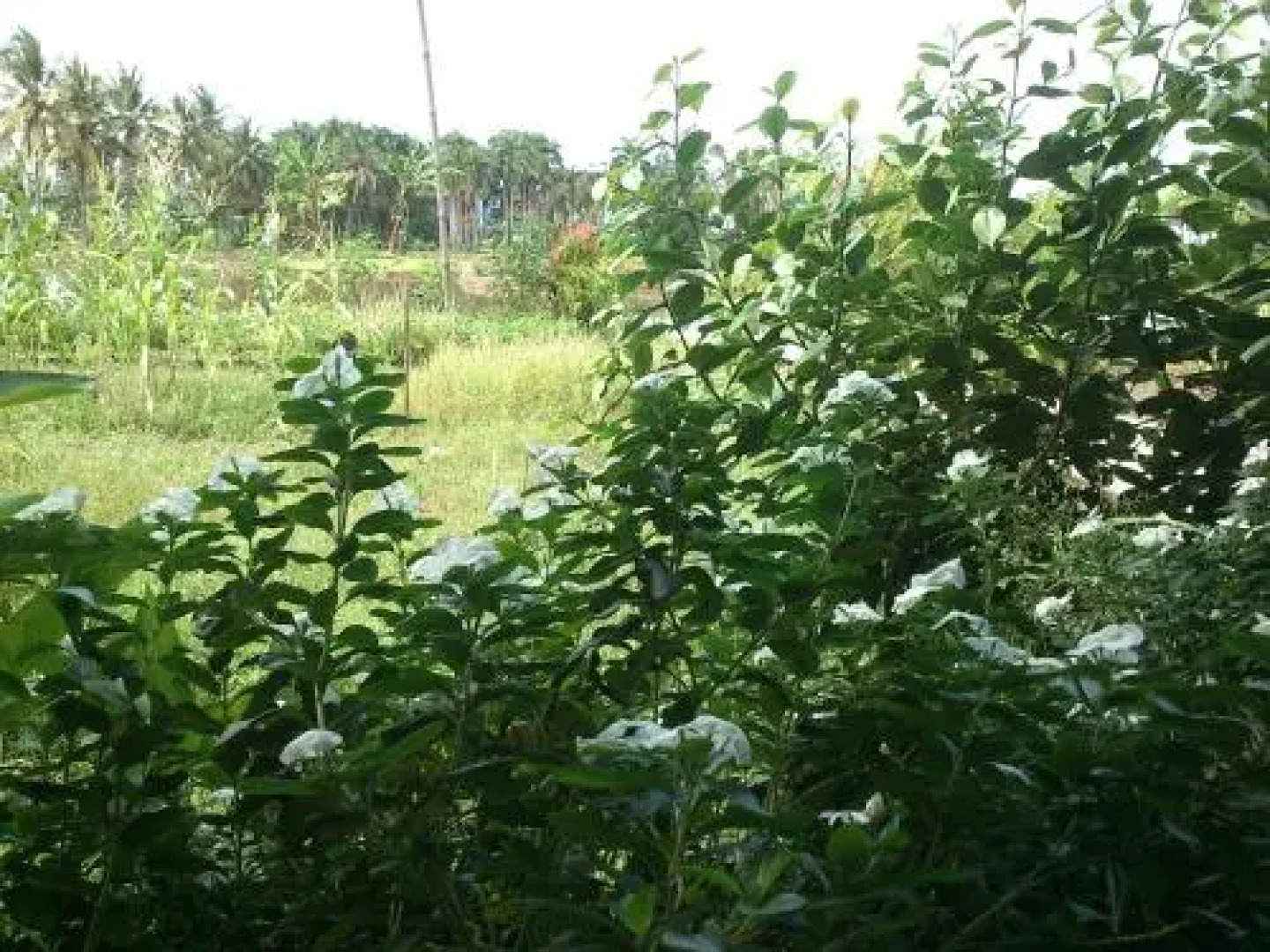 Cimaja Square Hotel & Restaurant