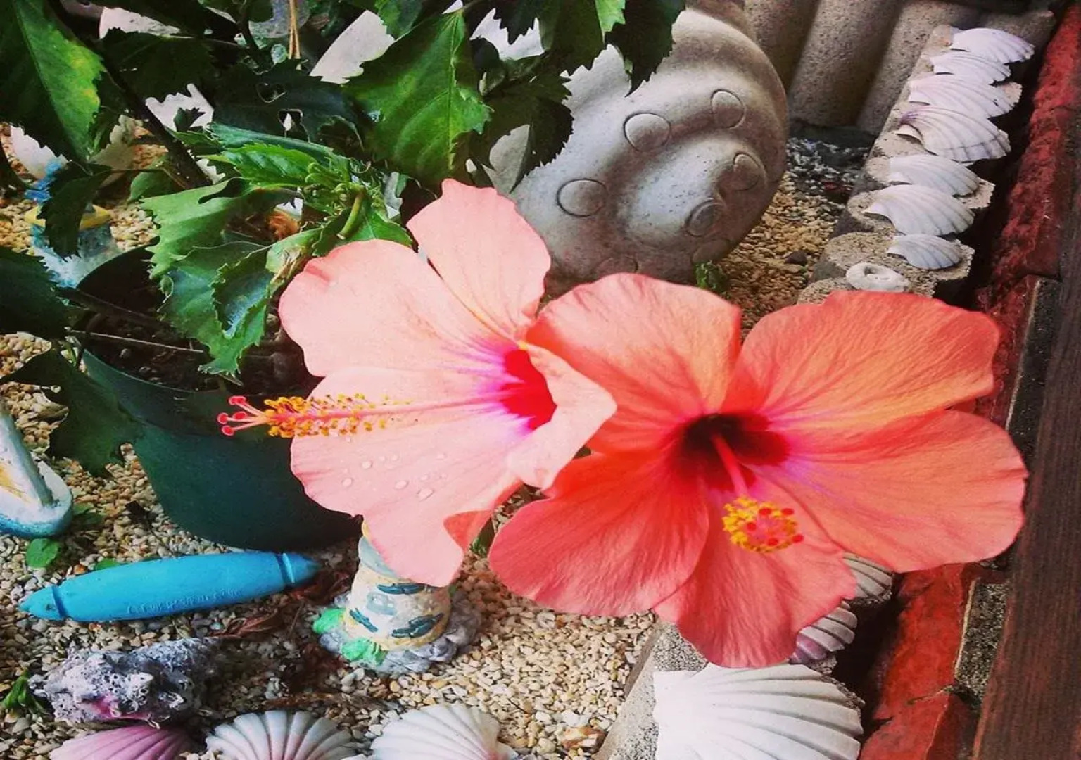 Seaside Guest House Plumeria