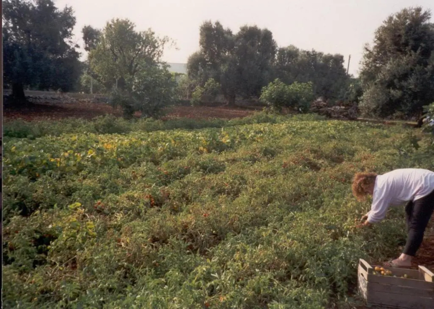 Villa Conte in Salento