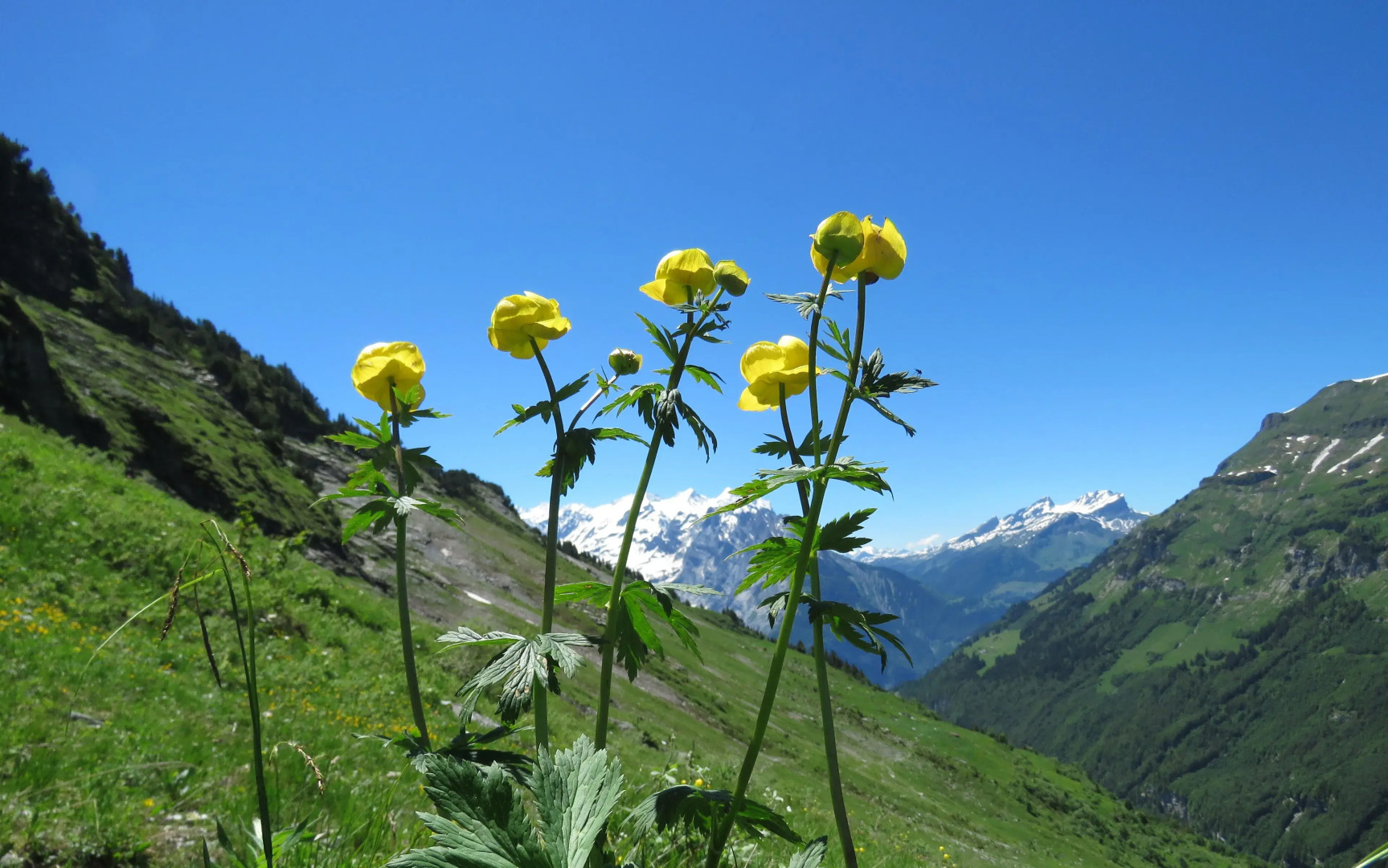 Hotel Restaurant Alpina