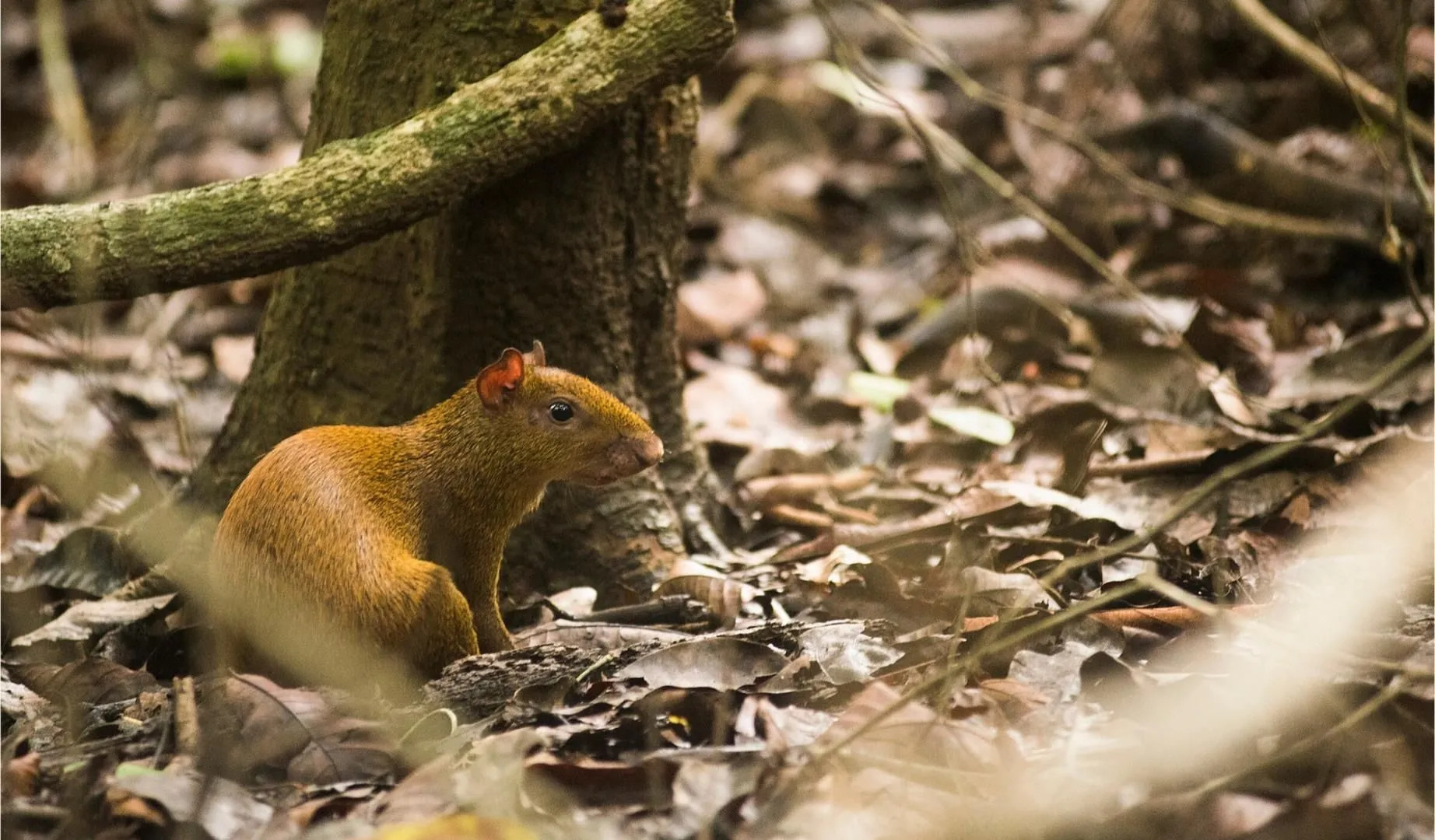 Isla Chiquita Glamping Hotel