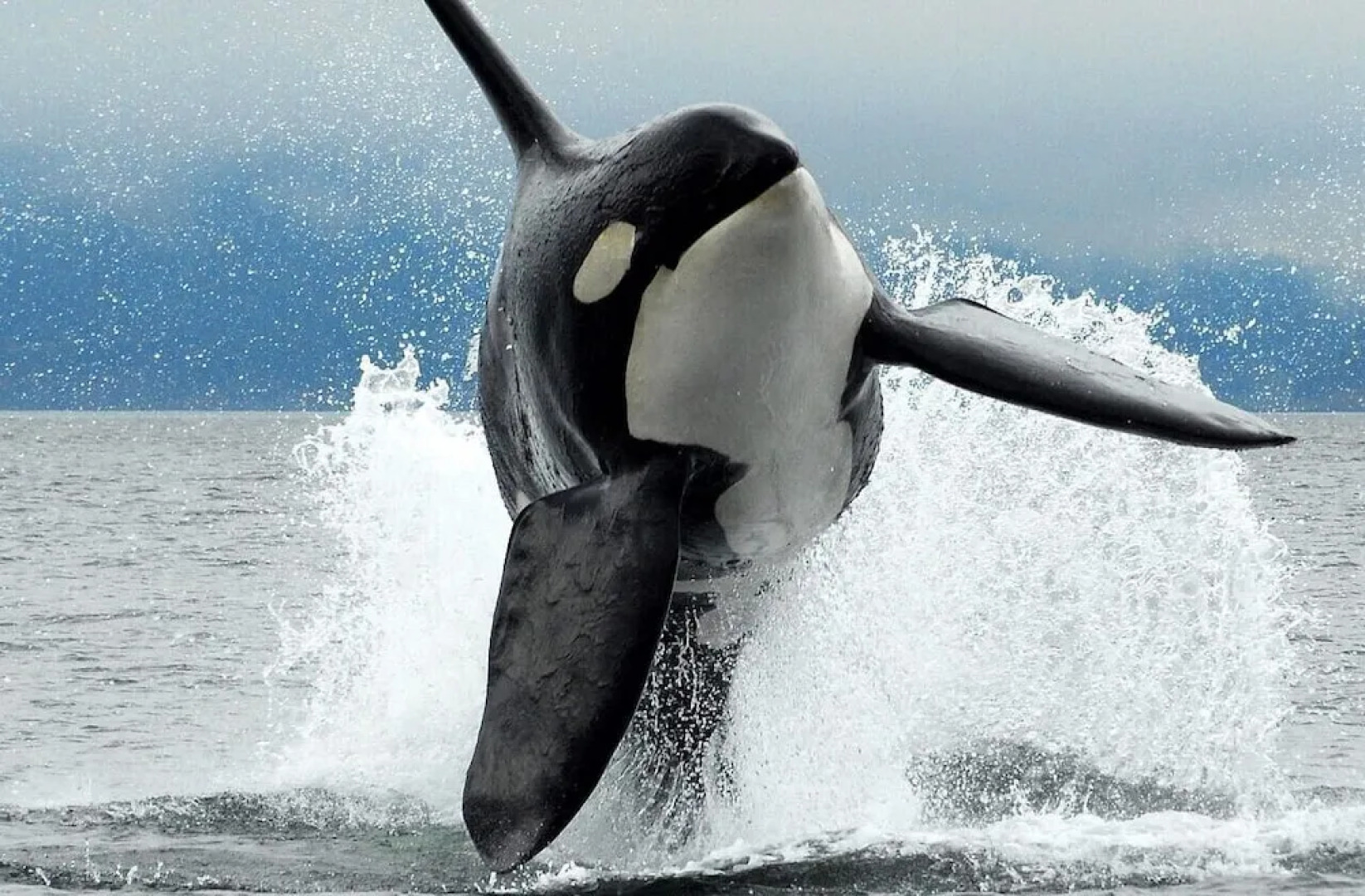 The Cabin at Moon Dance