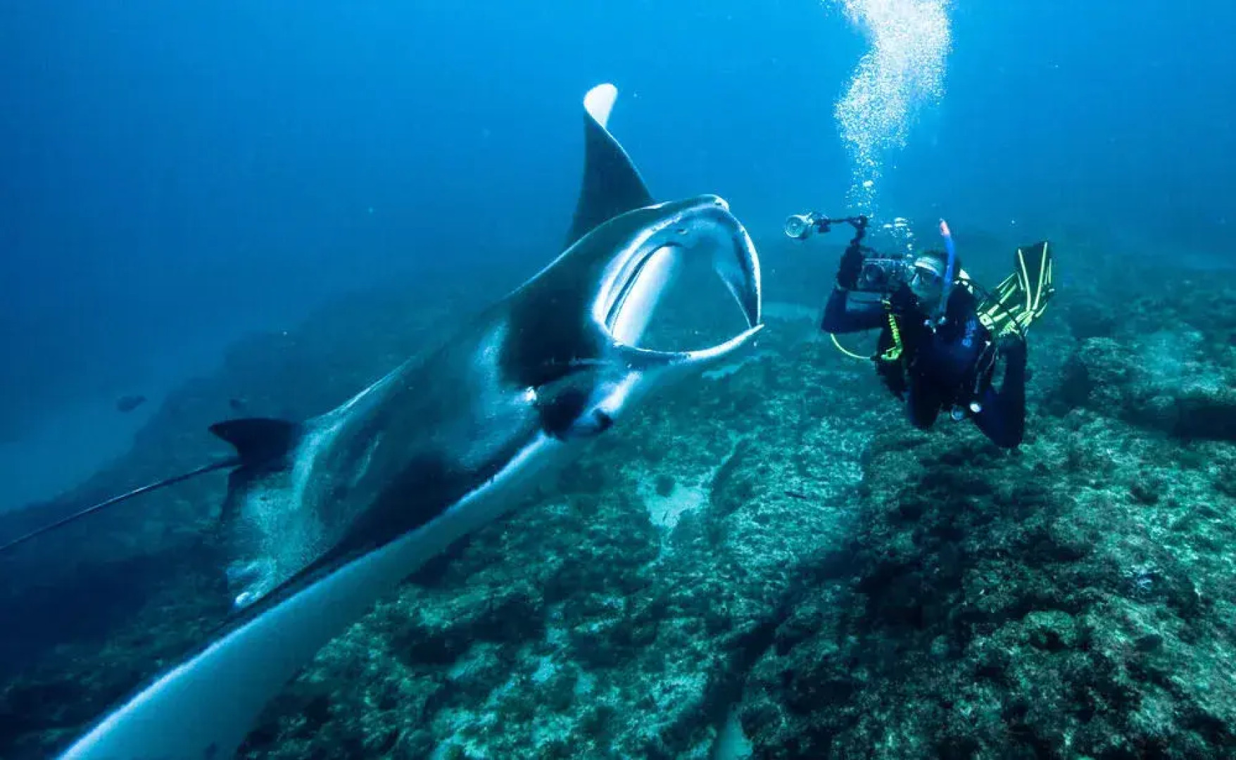 Manta Lodge YHA & Scuba Centre - Hostel
