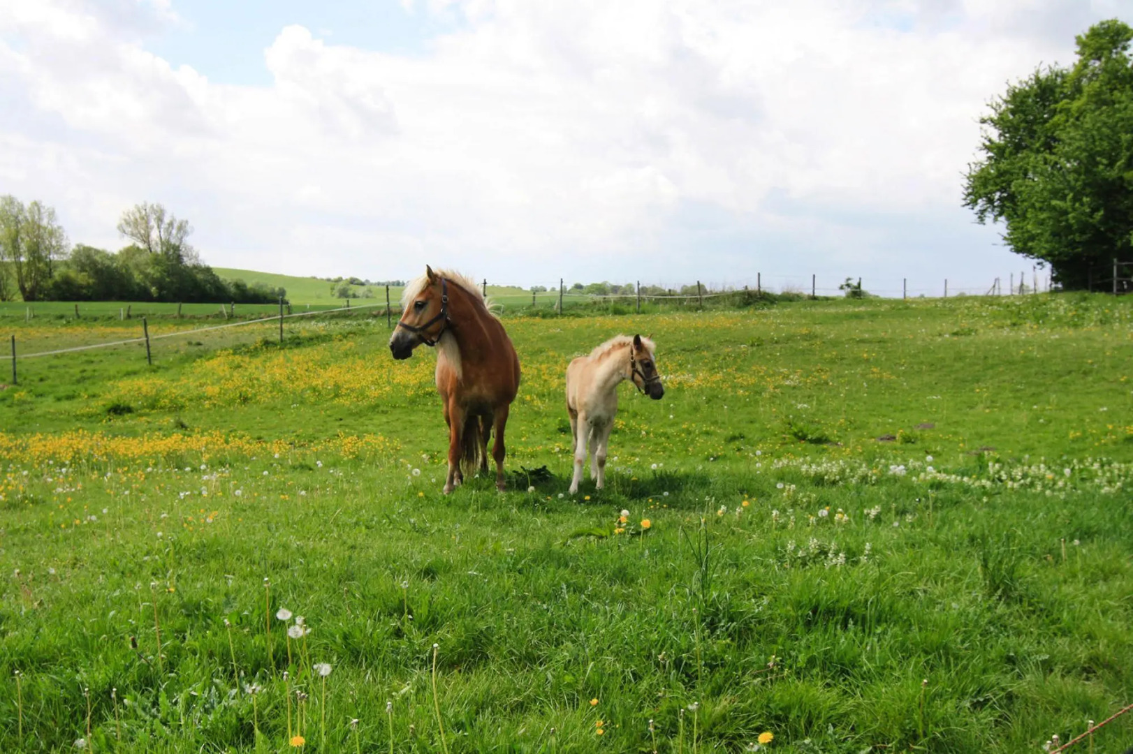 Vacation Home, Zahrensdorf