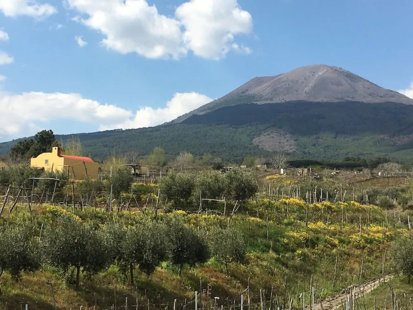 Sorrentino Vini Country House