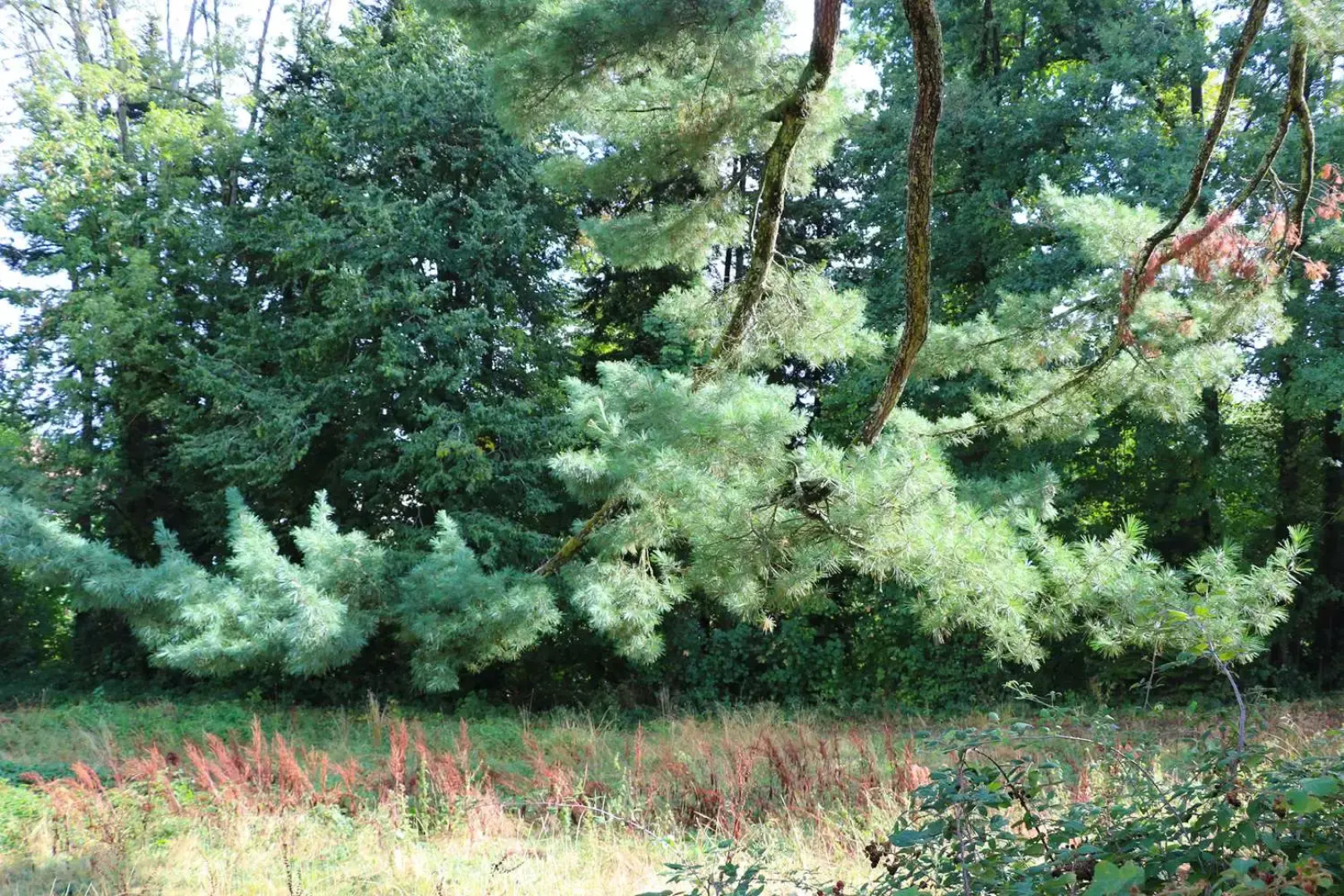 Domaine de Dolomieu, BW Premier Collection