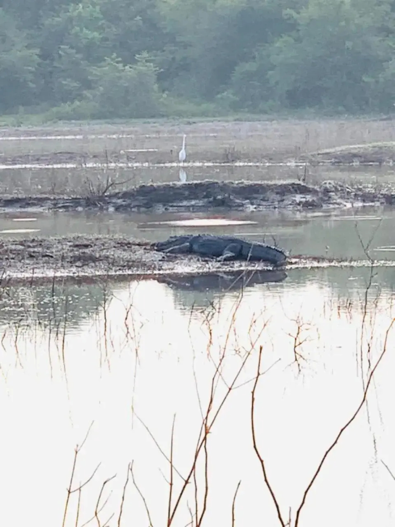 Walawa Blue Sapphire