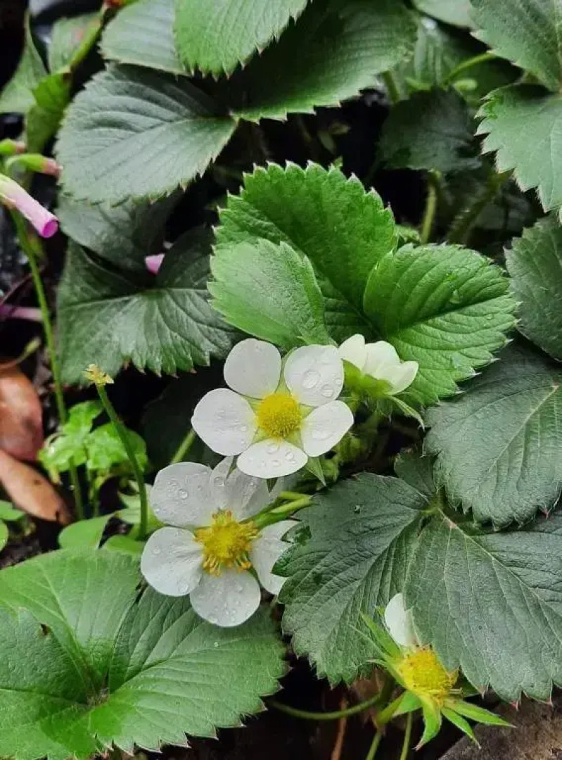 Quarto Suíte Itapoá - SC