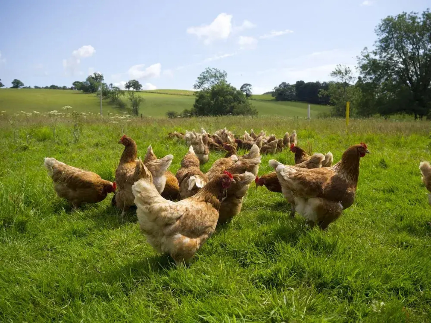 Highland Heather Lodges