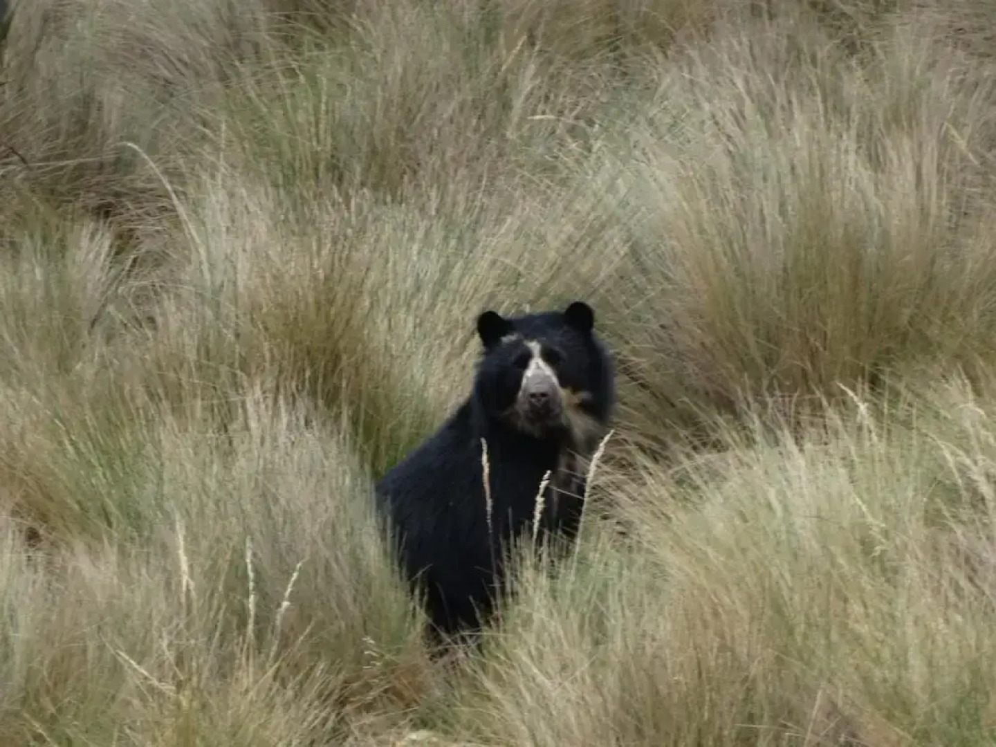 Hotel Sol de Piedra Papallacta