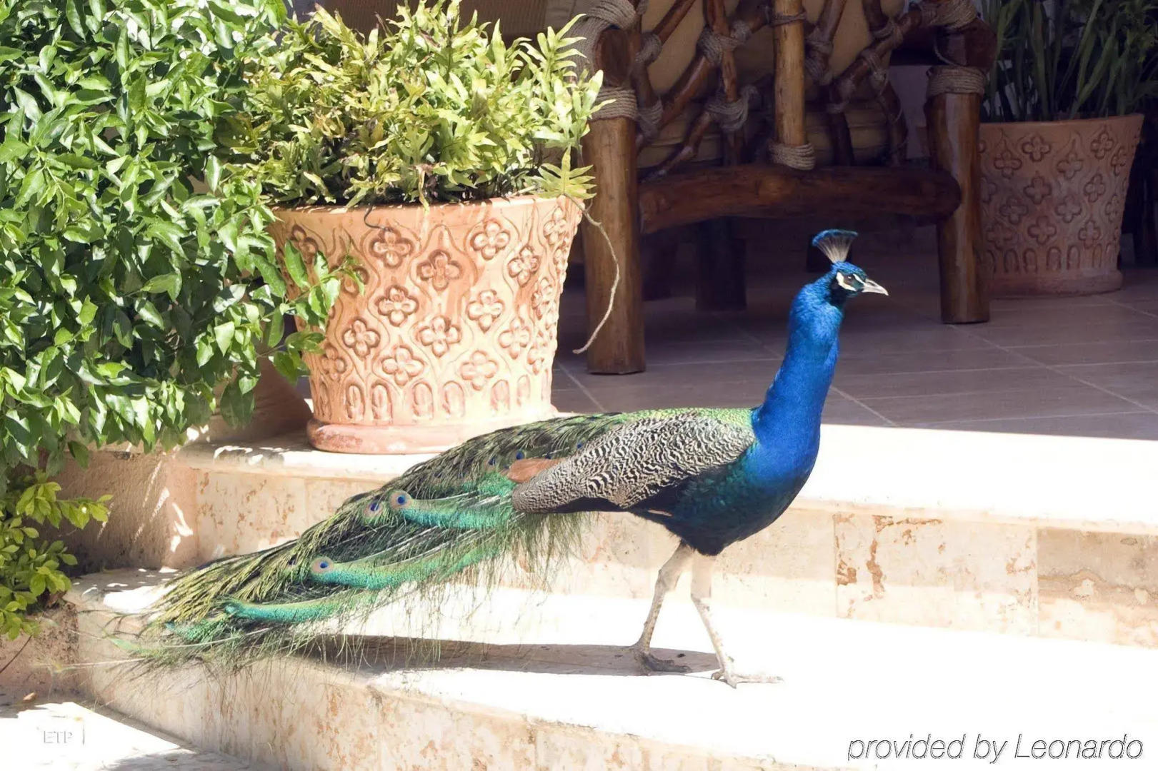 The Balaji Palace at Playa Grande