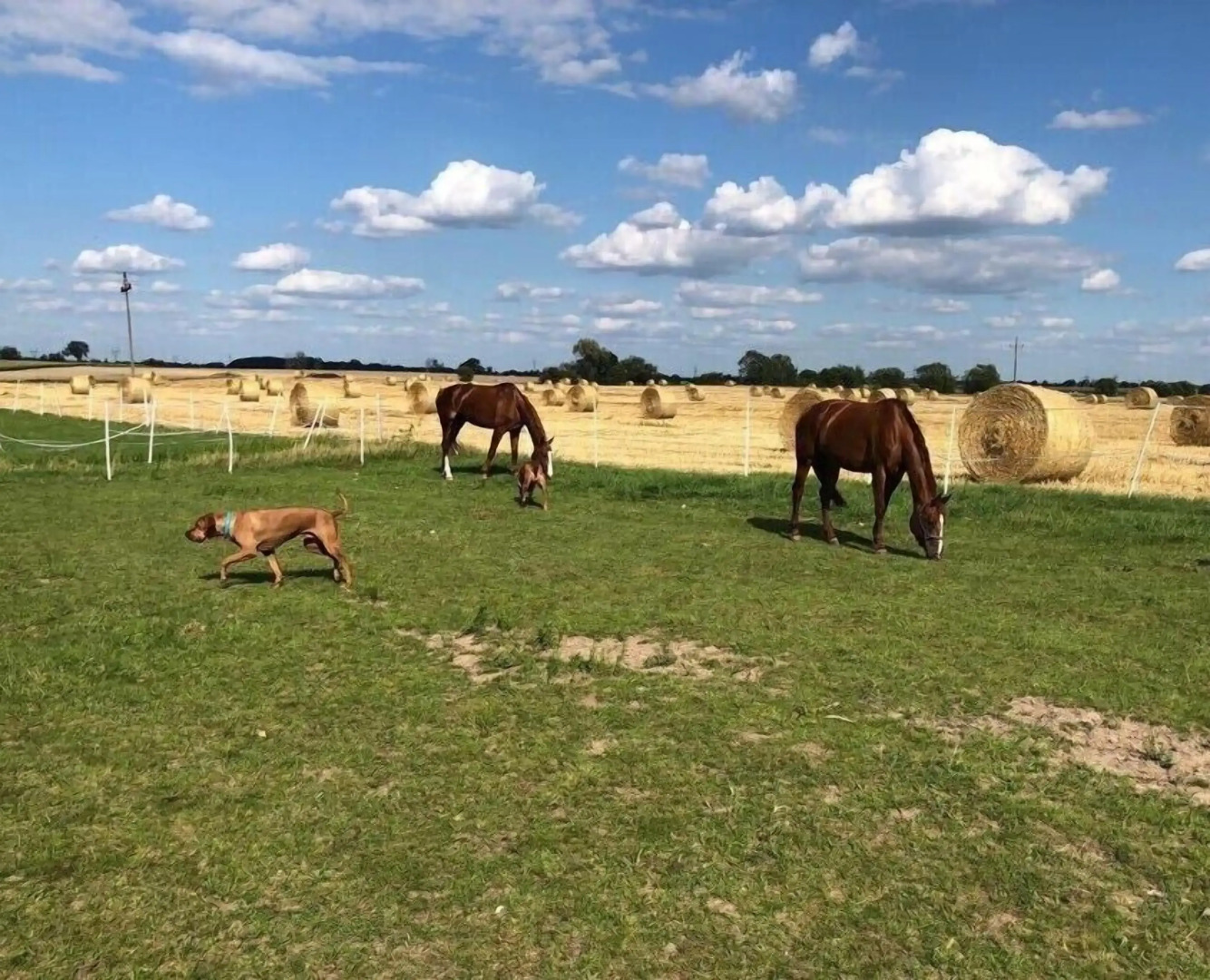 Willa Stara Wozownia