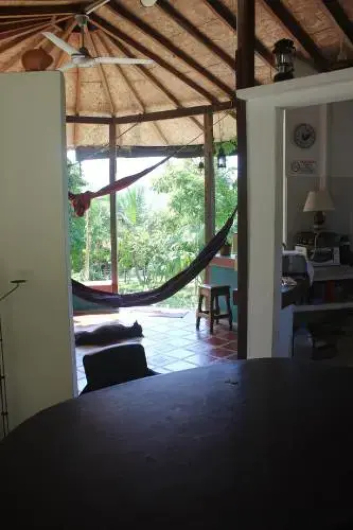 Jaguar Azul Palomino