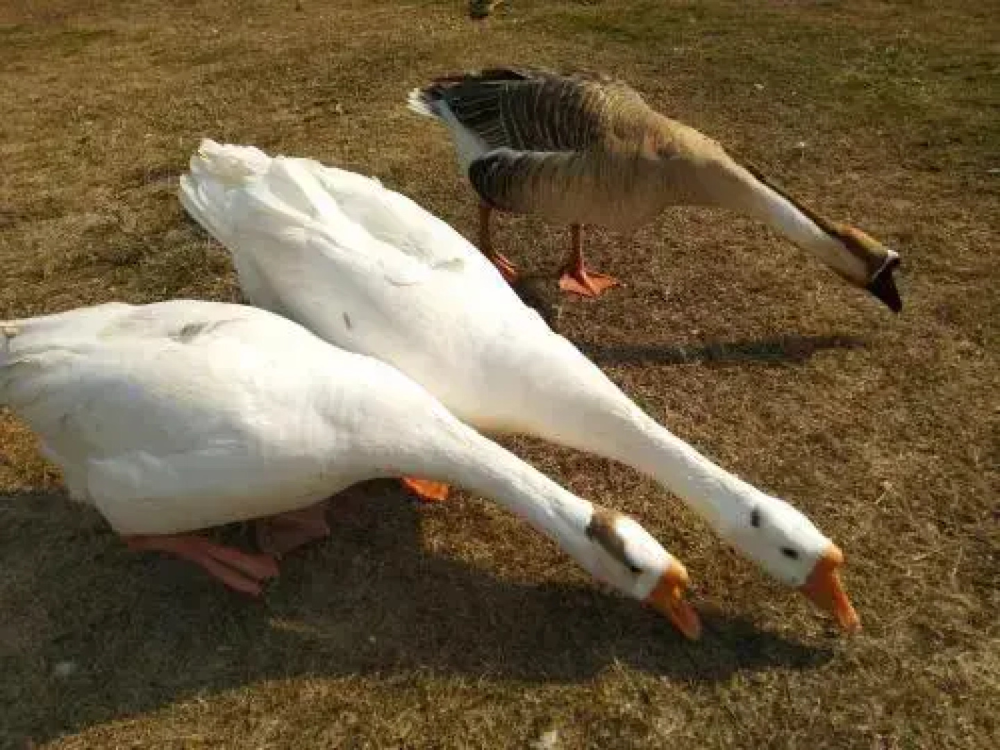 Tahiti Resorts Pvt Ltd.