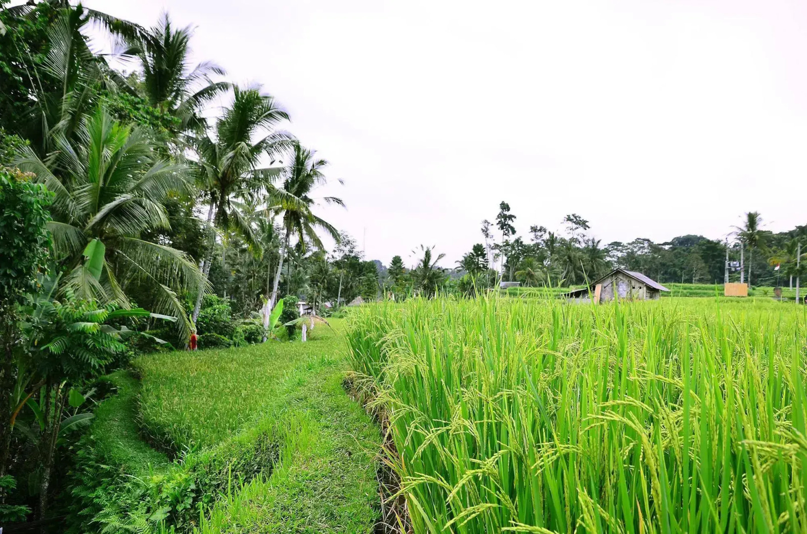 Ubud Sawah Homestay