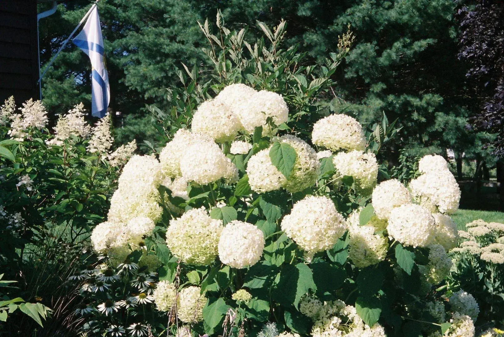 Tulips and Thistle B&B