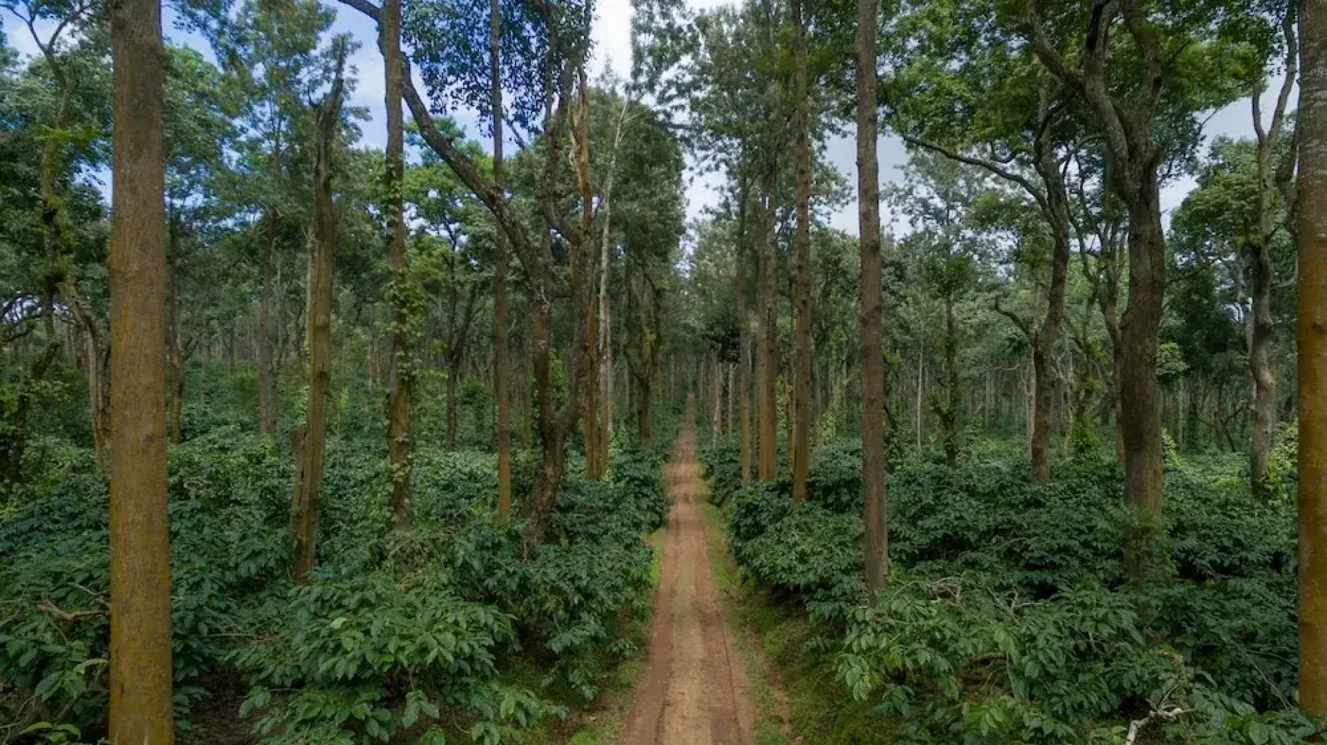 Ama Plantation Trails Coorg