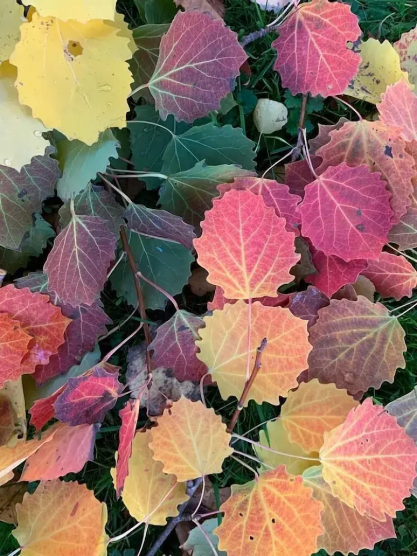 Yew Tree Cottage B&B