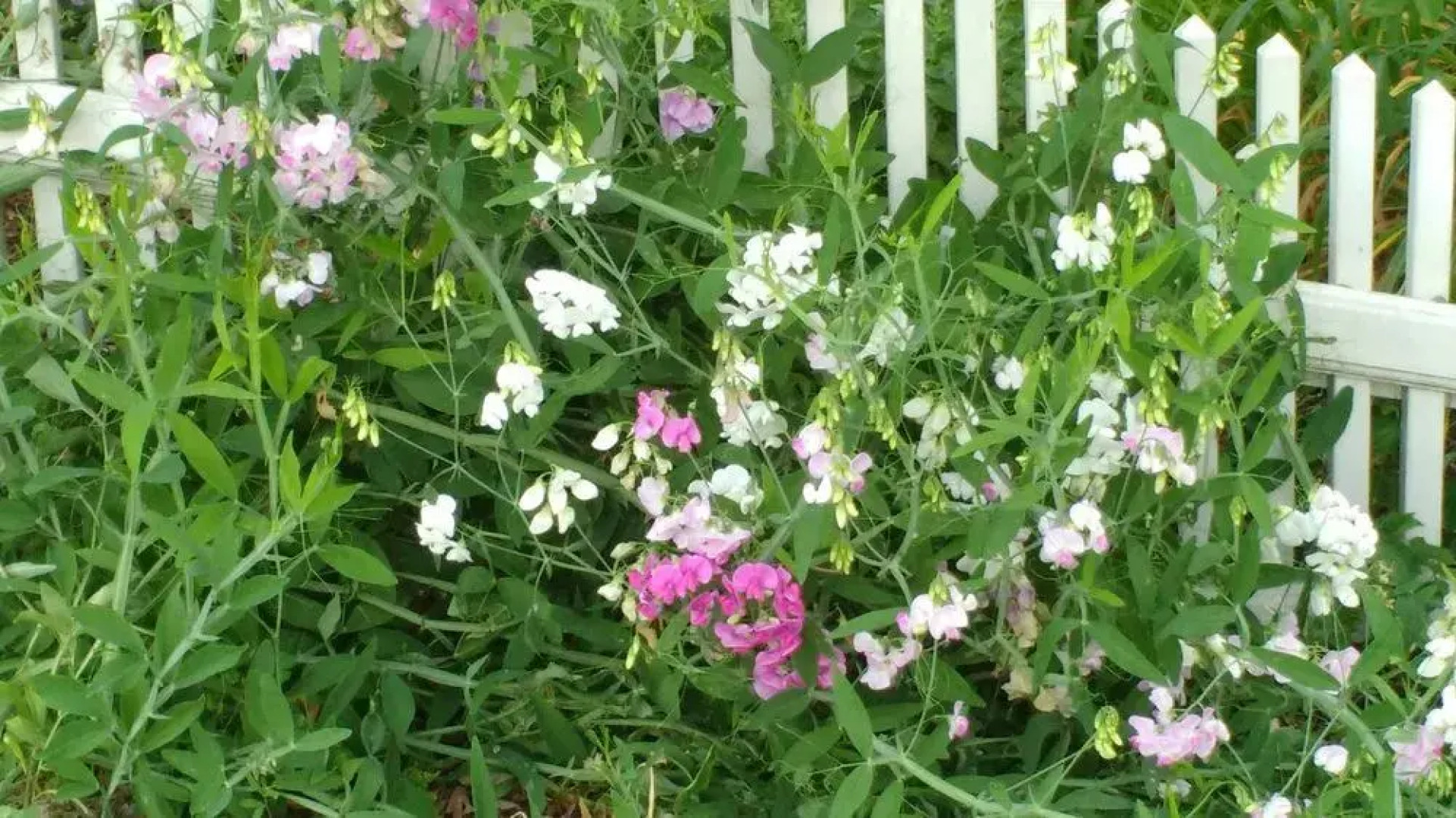 The Sleigh Maker Inn Bed and Breakfast