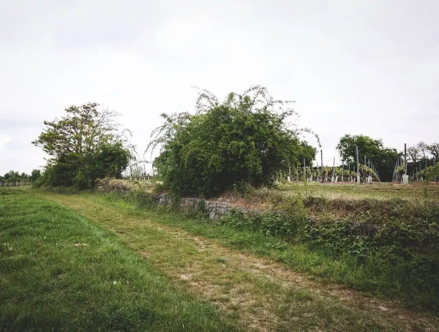 Weingut & Landhotel Lucashof