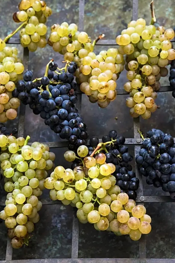 Tenuta Delle Ripalte