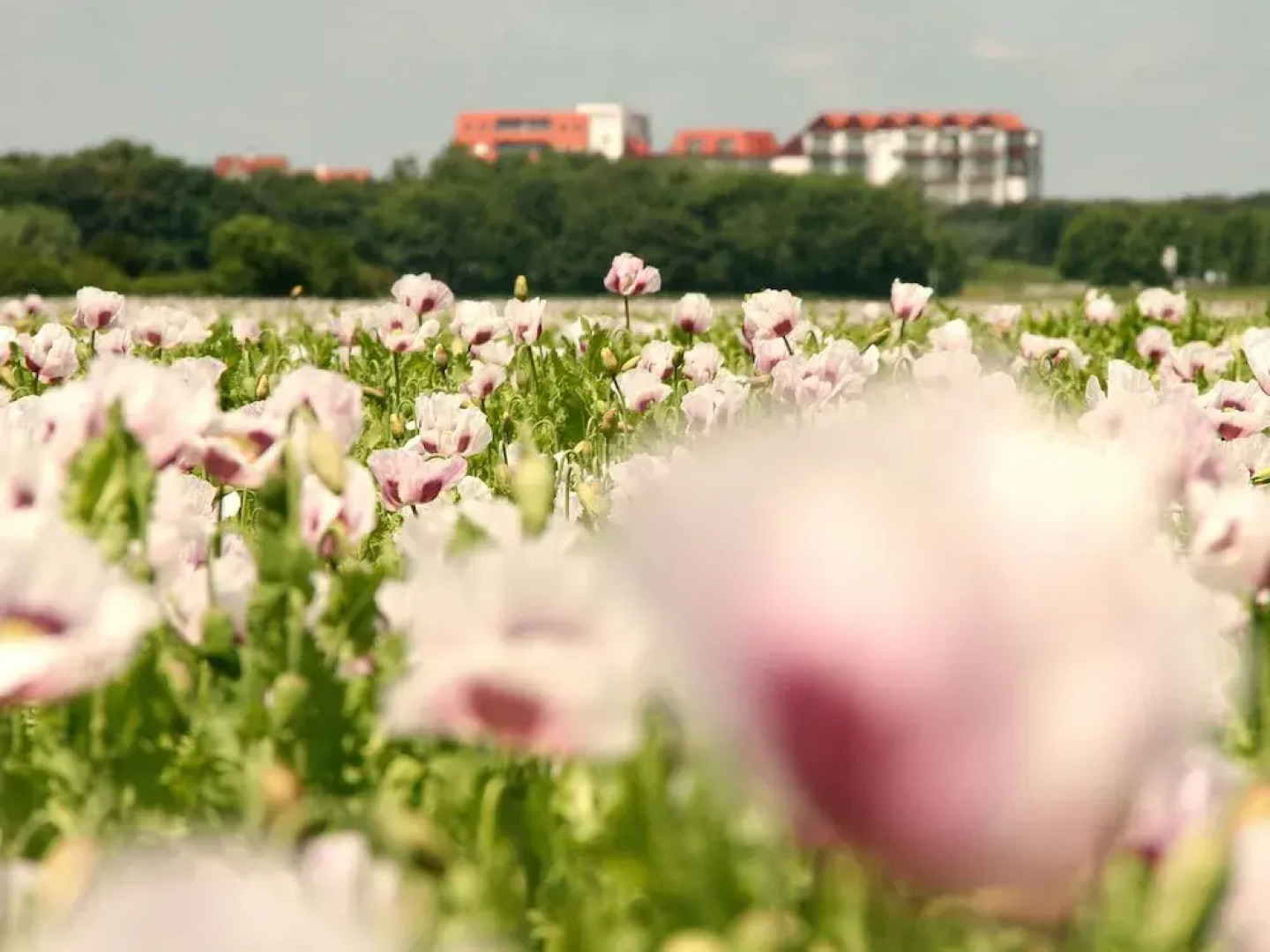 Upscale Apartment in Cadzand-Bad Zealand with seaview