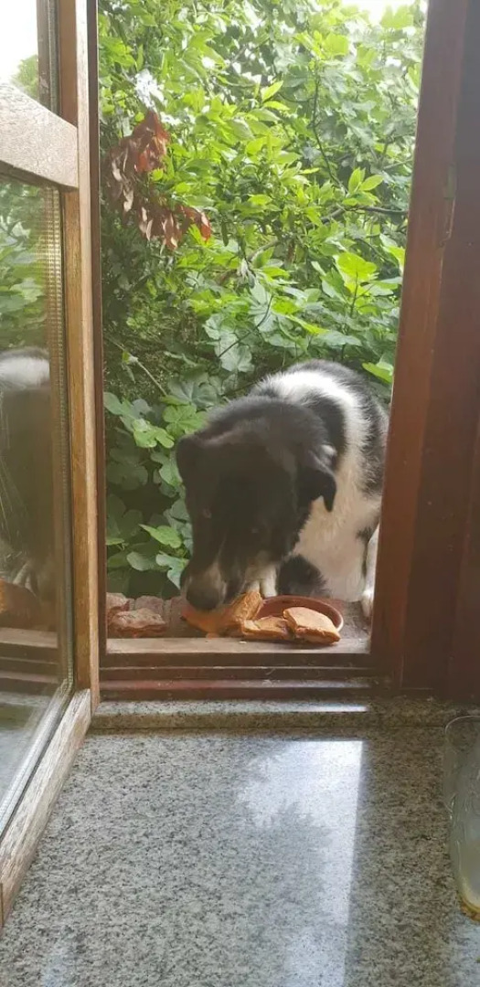 El Búho de la Remolina