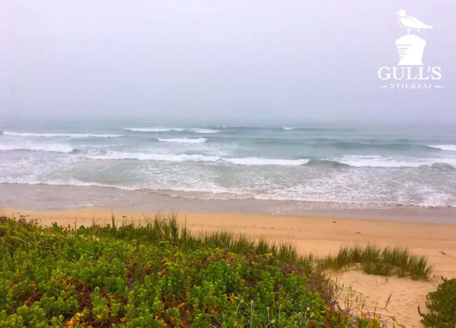 Gull's Stilbaai
