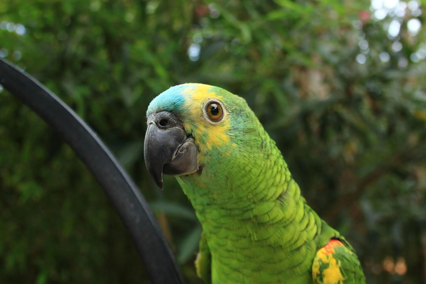 Petit Hotel Es Figueral