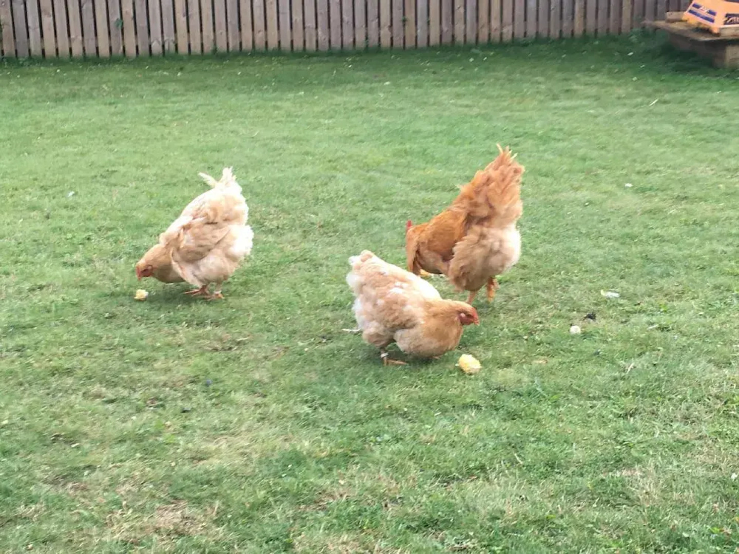 Pensionat Lugn&Ro&Minizoo