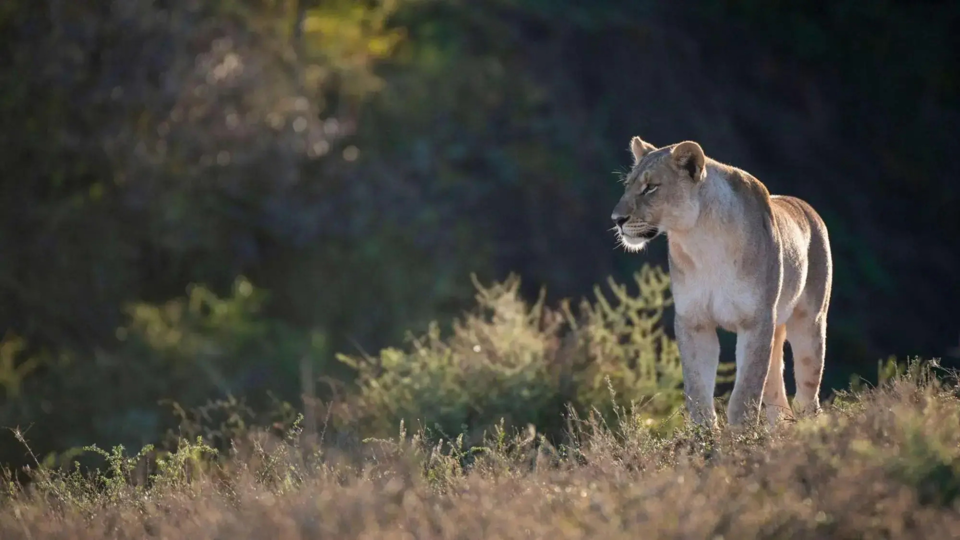 Shamwari Eagles Crag