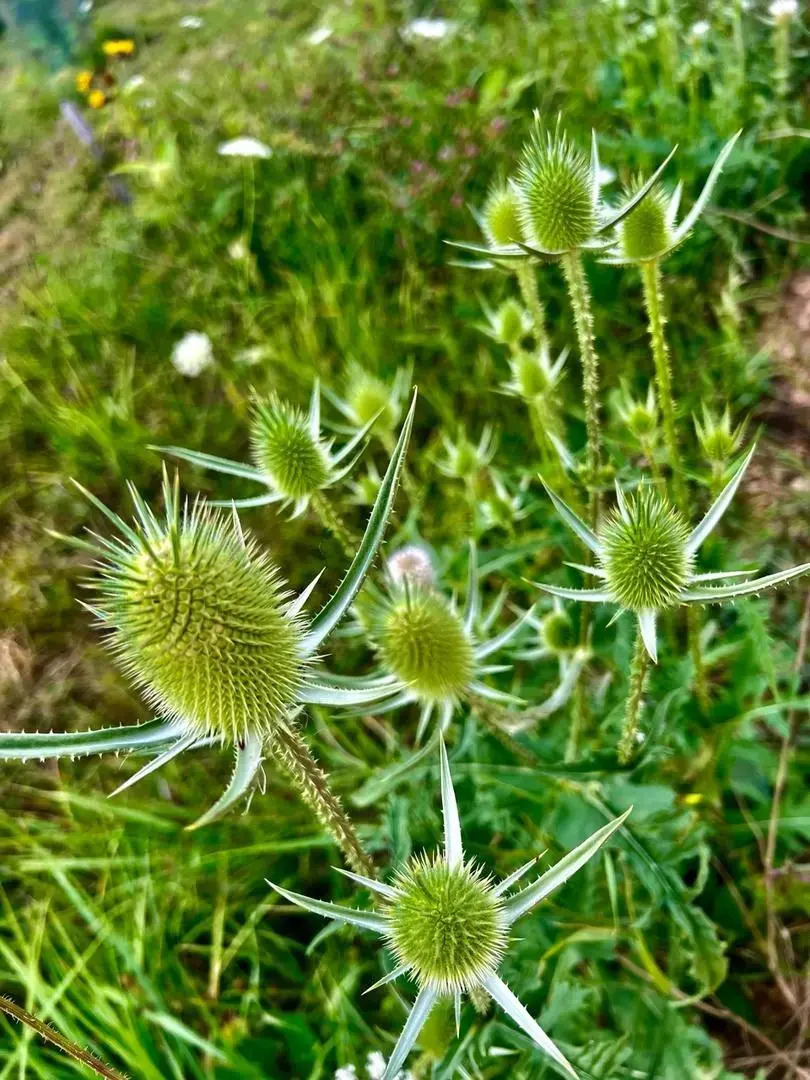 Ранчо в горах Лаго-Наки