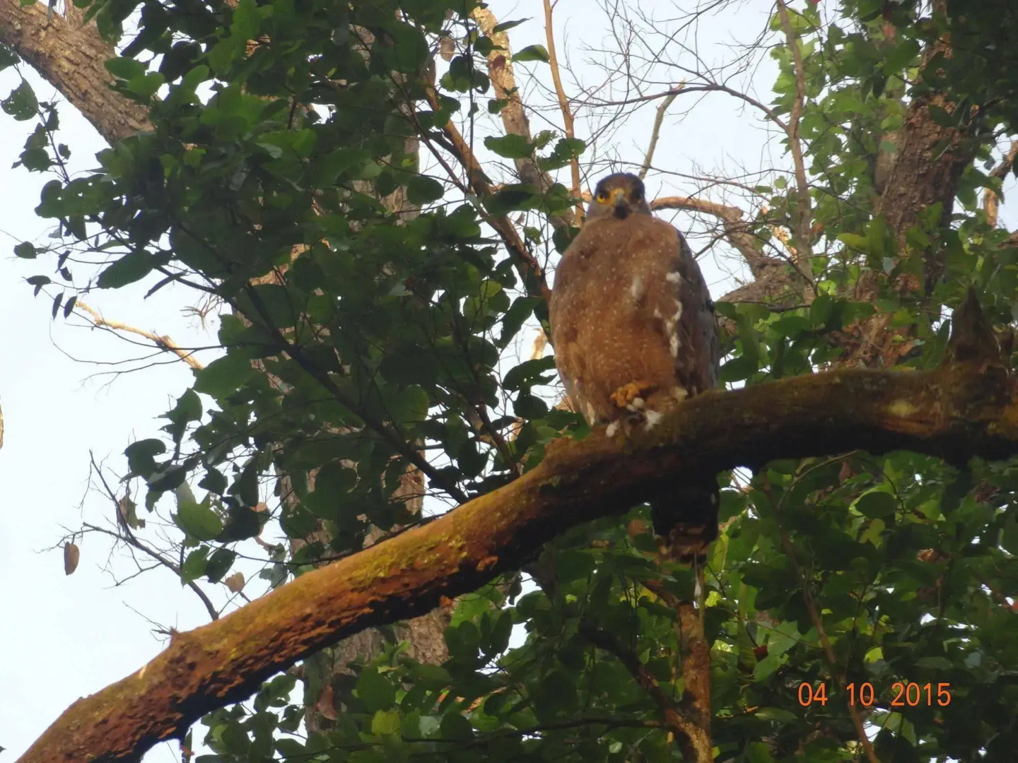 Windsor Tiger Resort