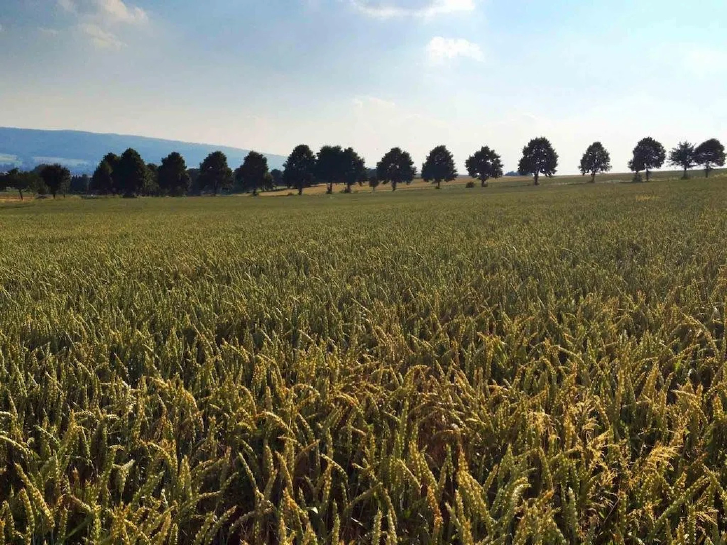 Hotel Weinschänke Rohdental