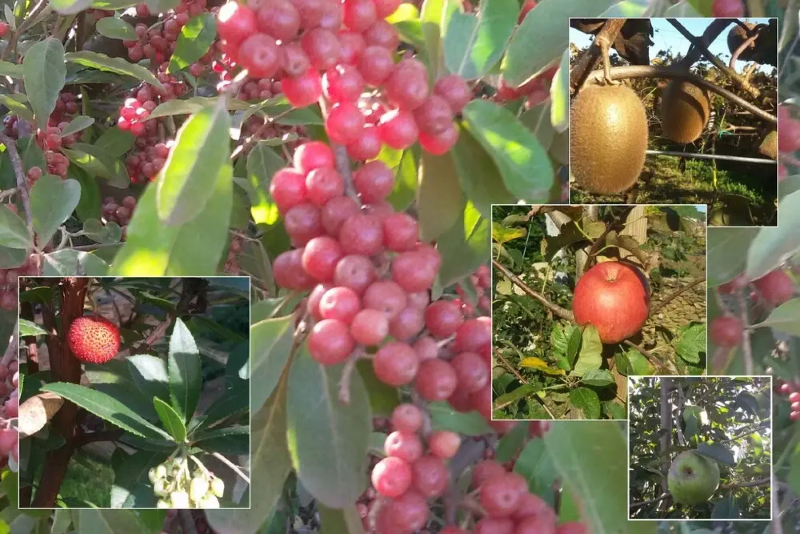 House w Pool and Games Room, P. Varzim by Izibookings