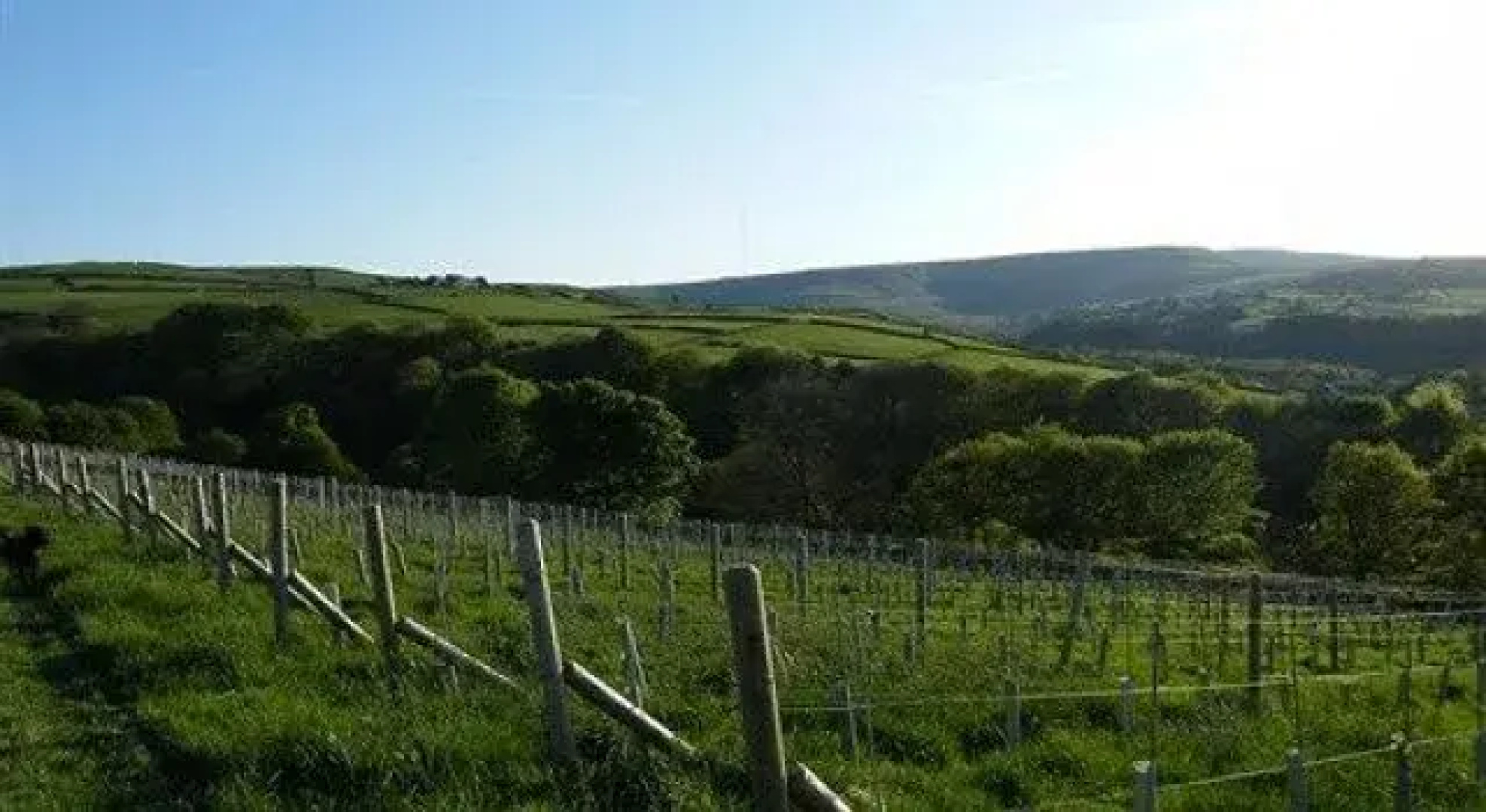 Holmfirth Vineyard