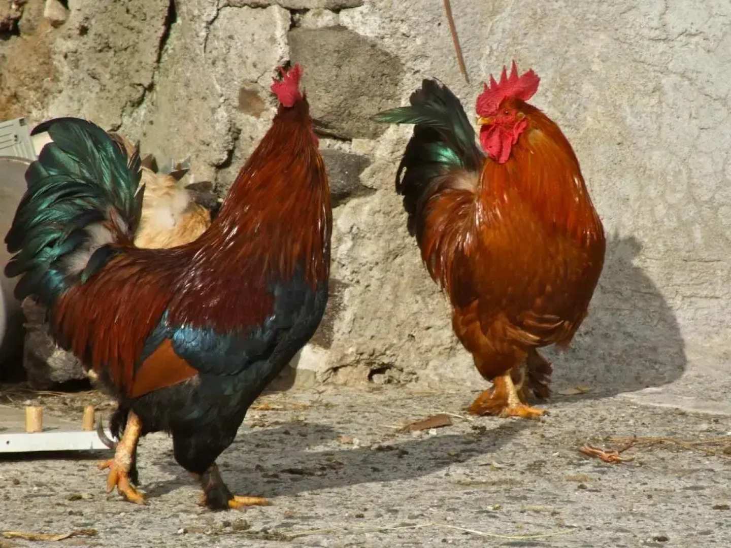 Agriturismo U Zu Peppino