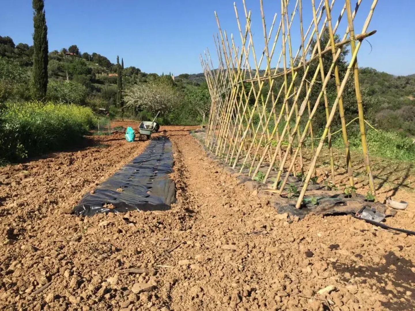 Podere Baloo Suvereto