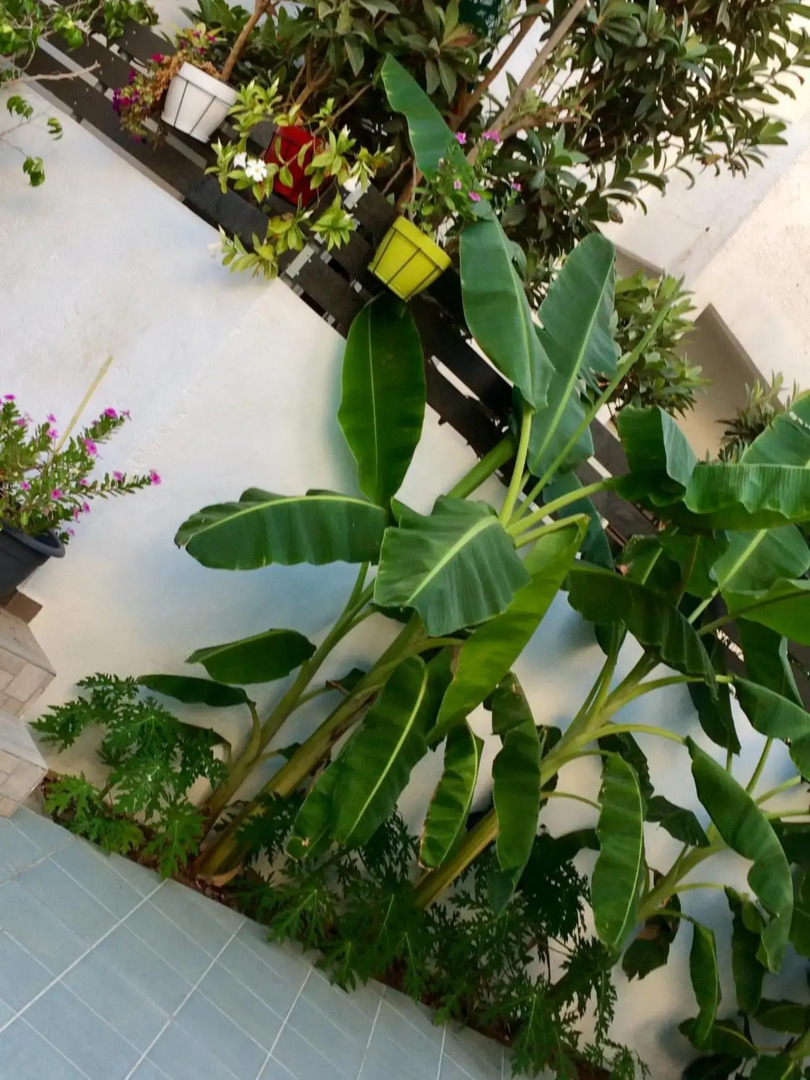 Sea Breeze 2 Apartments