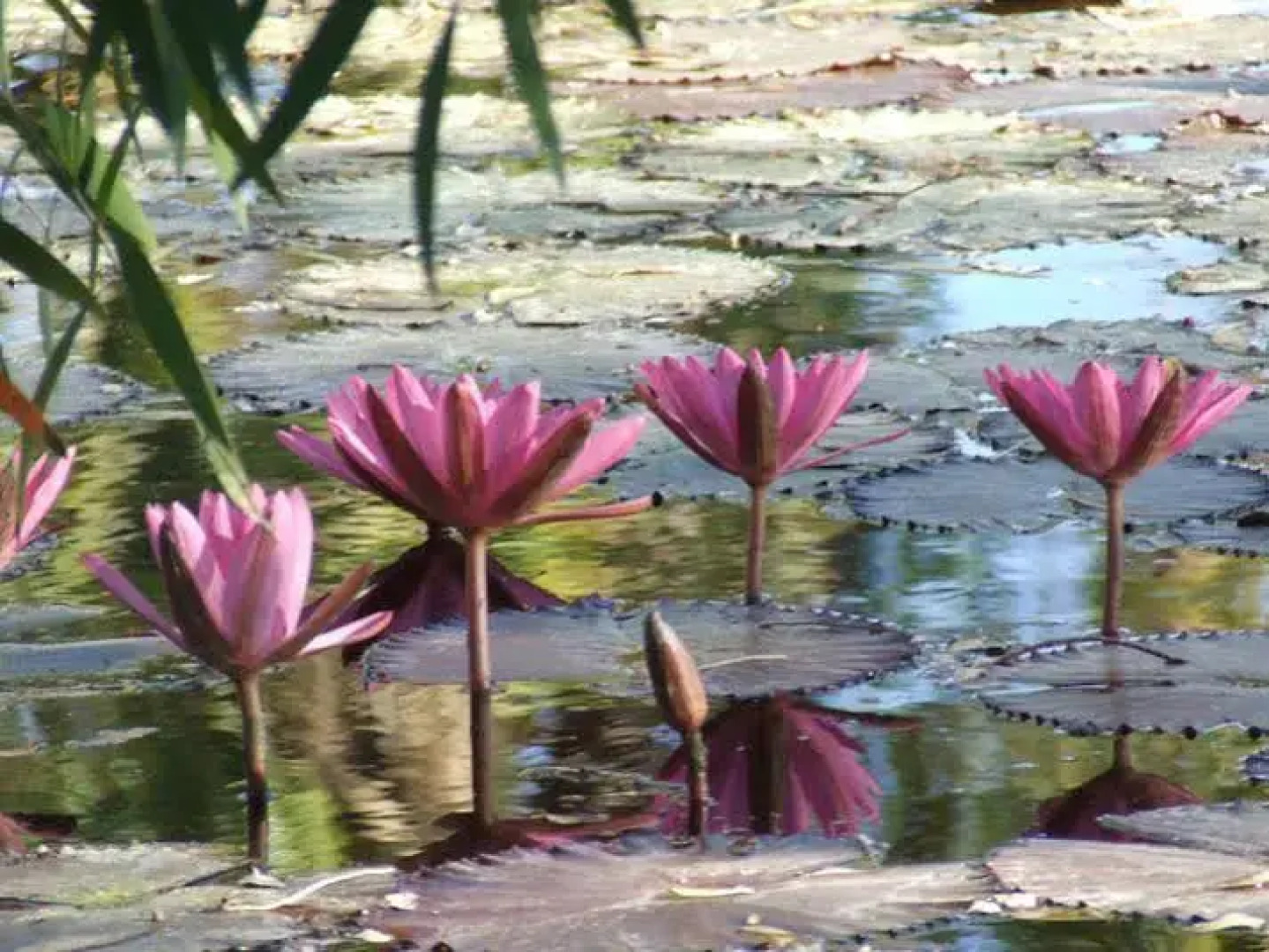 Territory Manor Motel & Caravan Park