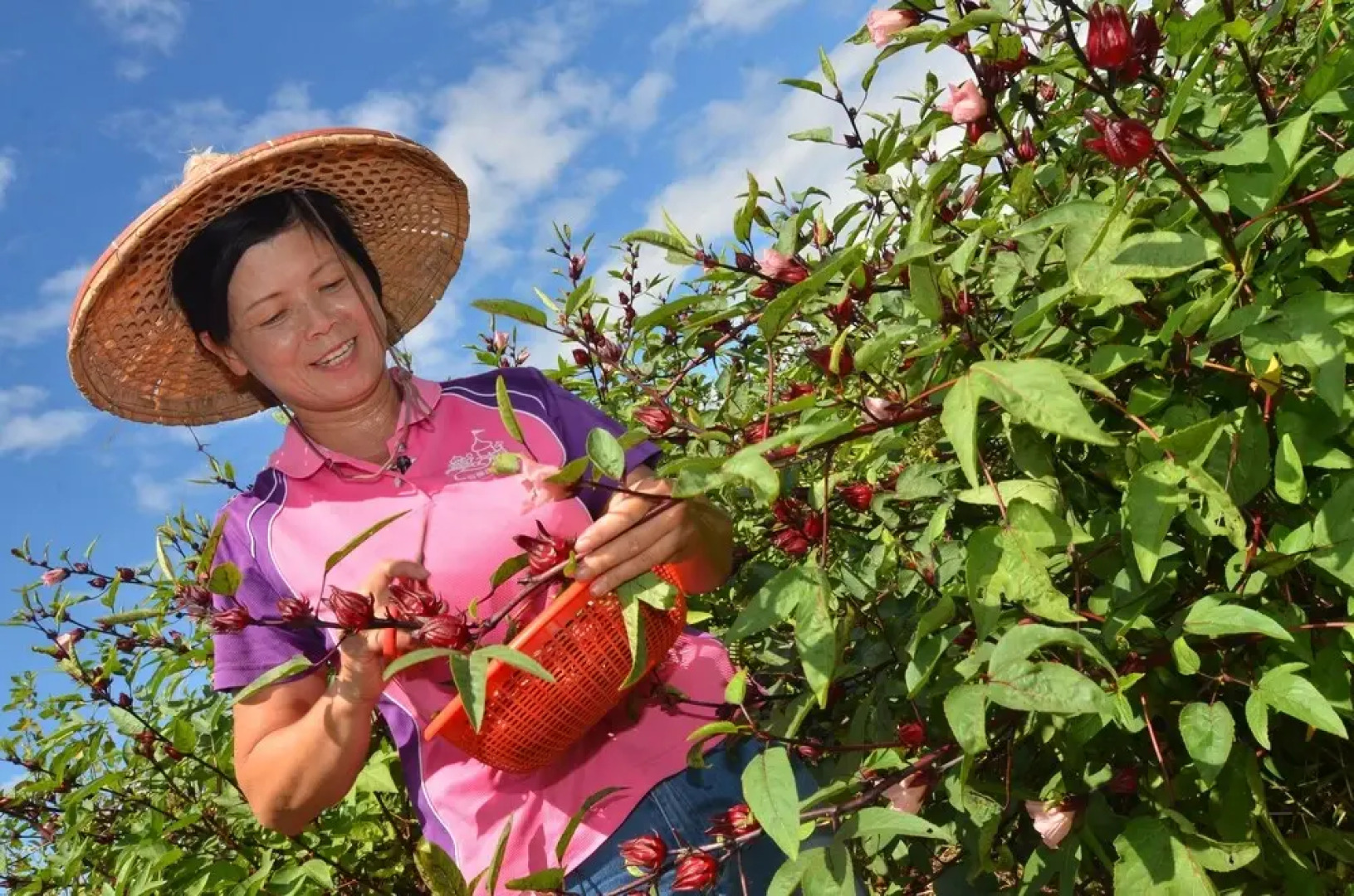 Fairy Story Village Organic Farm B&B