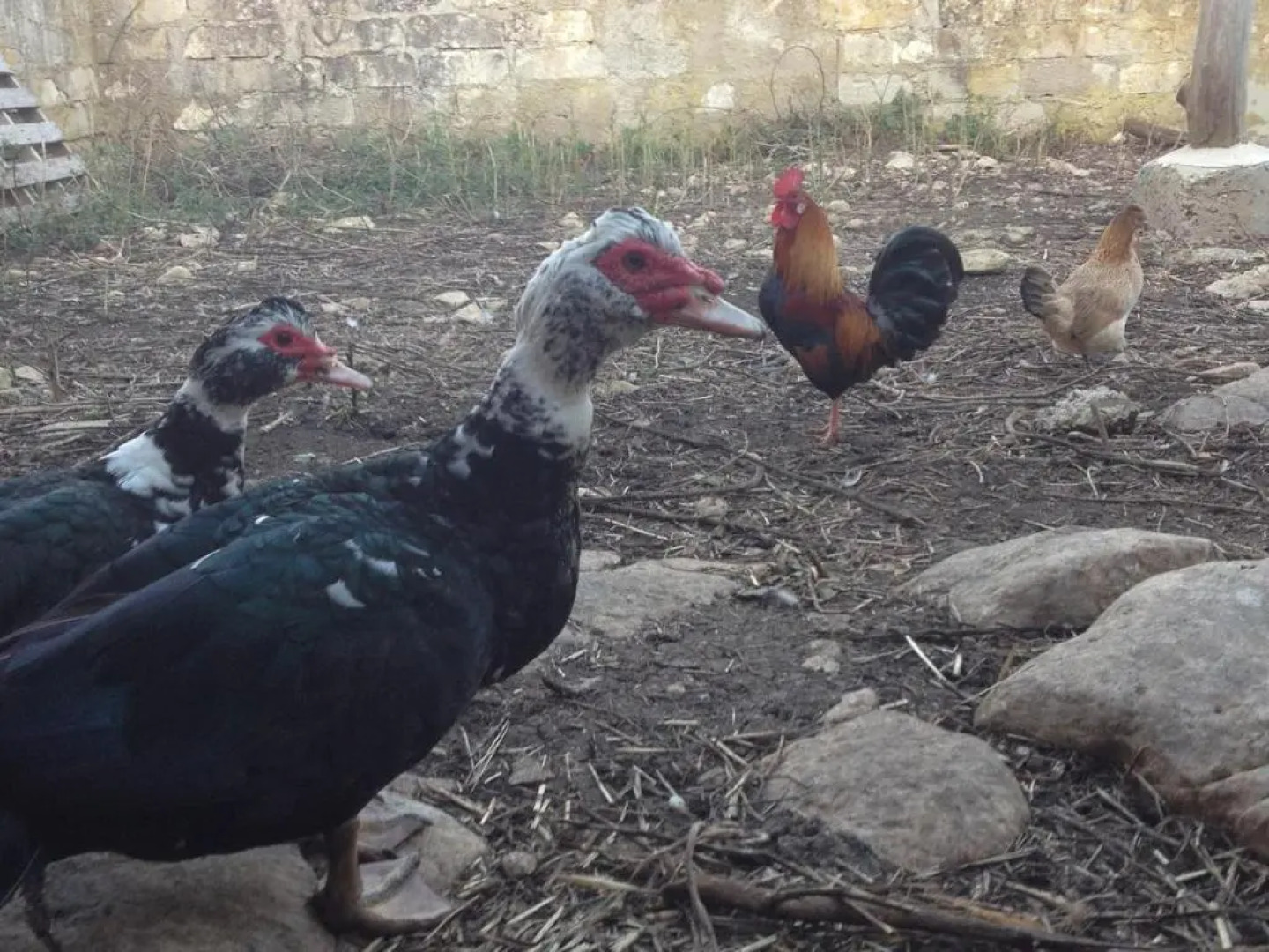 Casa Vacanze Agriturismo Cilone