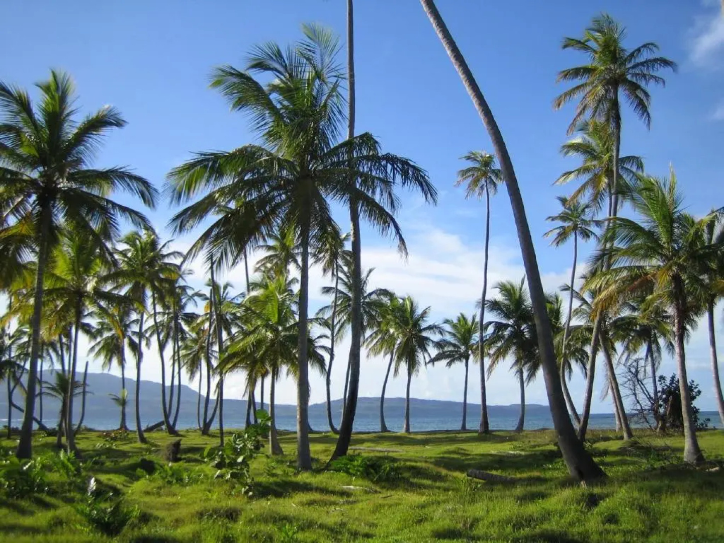 Palm-covered house in the tropical -Casa Oli