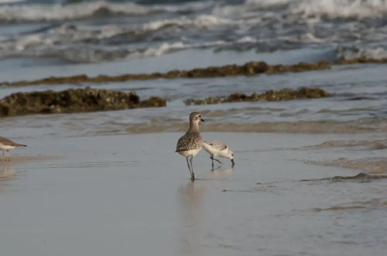 Congo Bongo EcoVillage Costa Rica