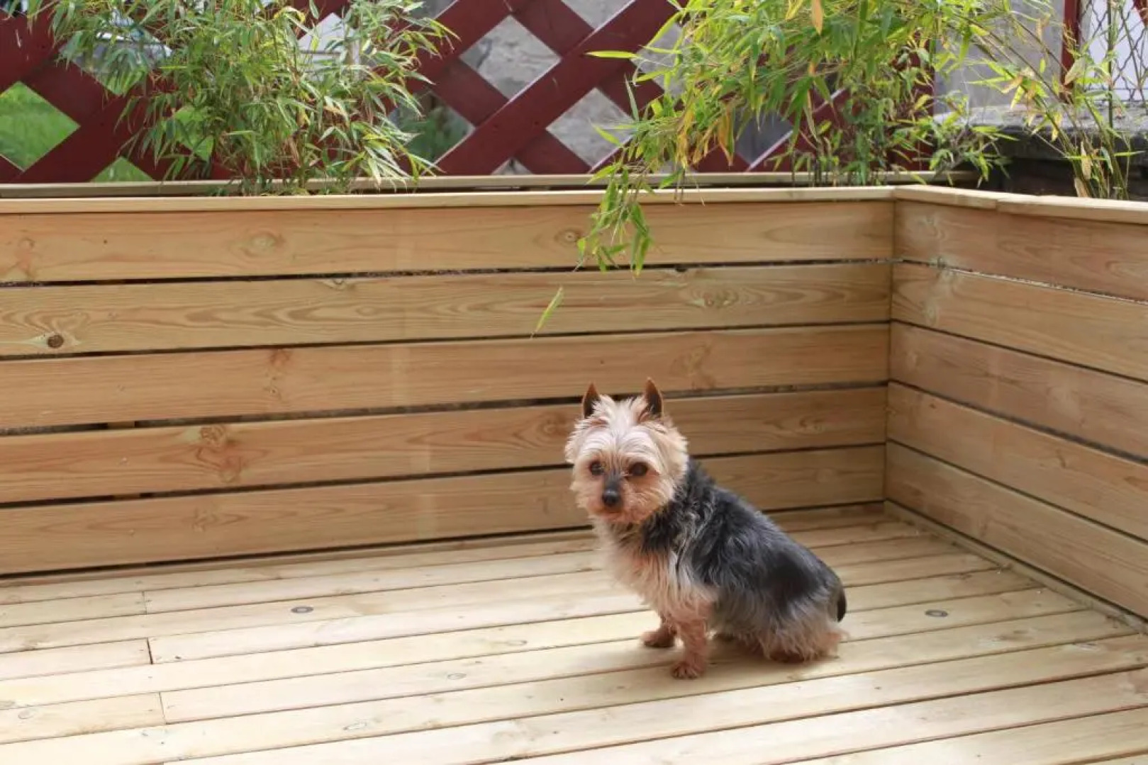 A l'Aube des Volcans