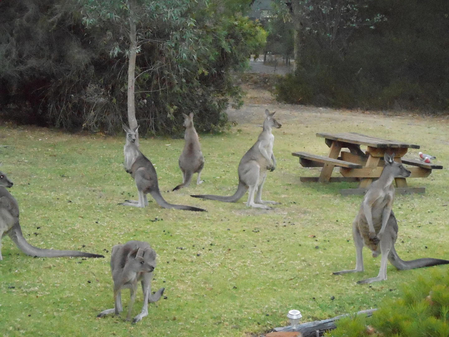 Grampians View Cottages and Units