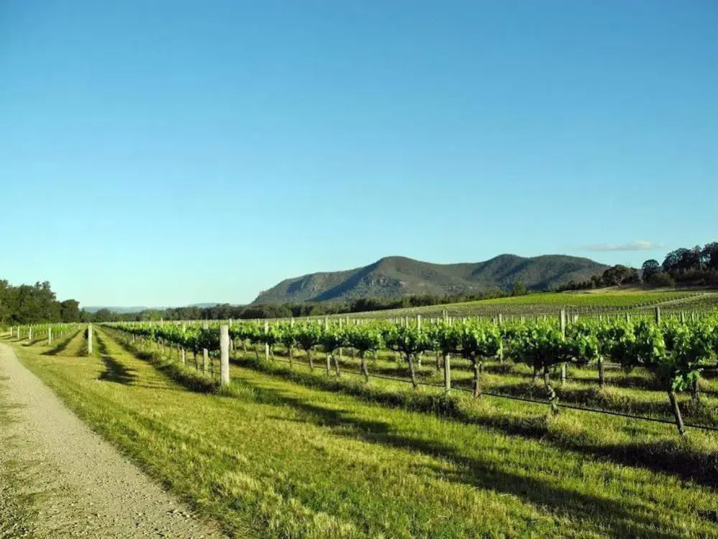 Ascella Organic Wine