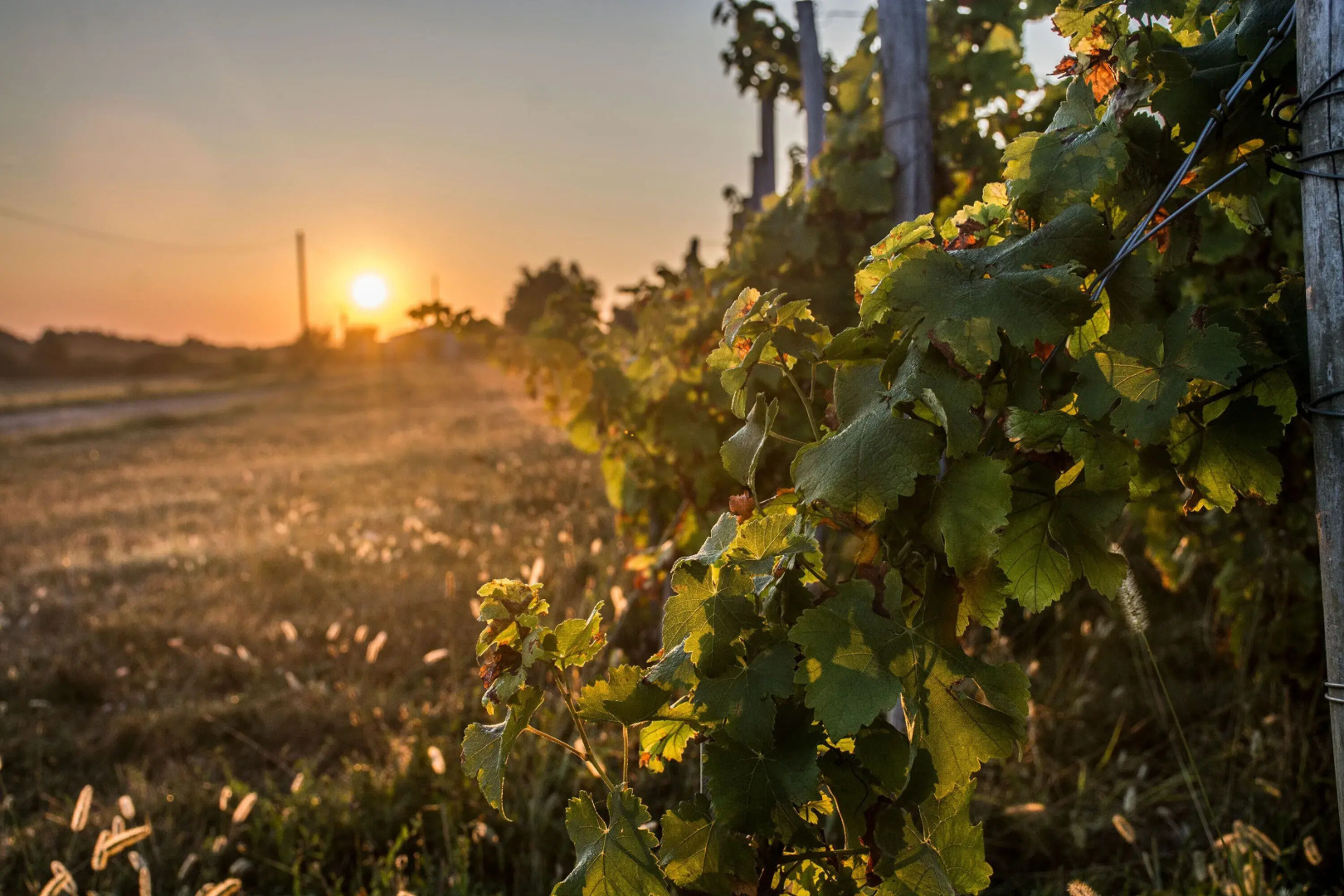 VANDENBELD Wines B&B